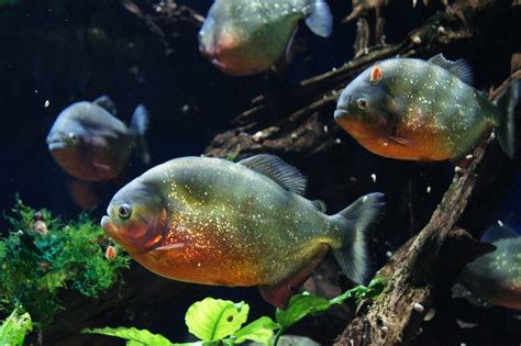In short, most Piranhas are omnivores and eat both meat and fruits, as well as seeds, insects, fish and plant matter. . Pirn hat
